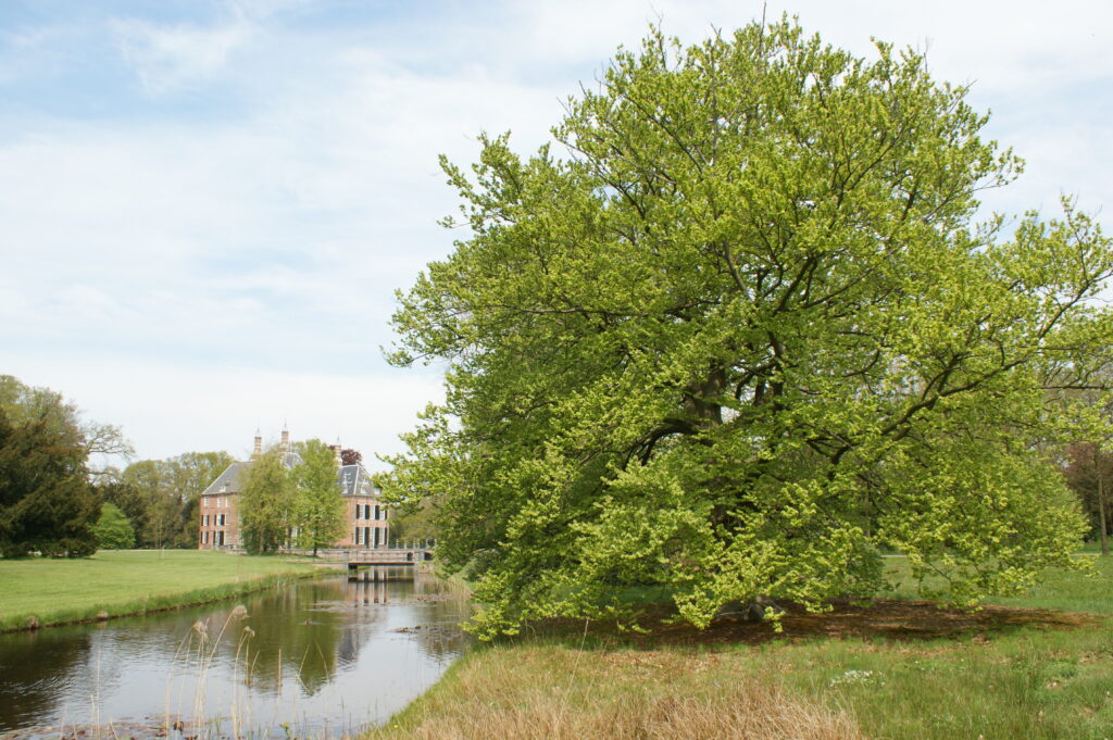 Herinneringsboom adopteren | Boom adopteren | Herdenkingsboom